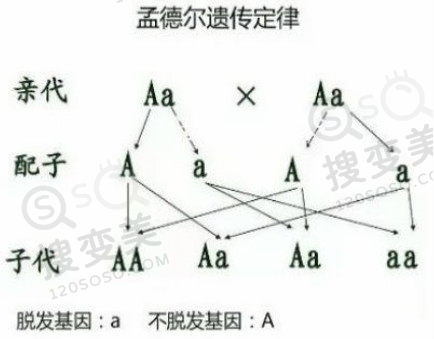 秃顶谢顶****源性脱发遗传规律