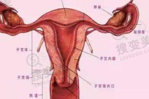 快看泉州哪家医院吸脂手术比较好？海峡/西华/美莱技术优、价格透明